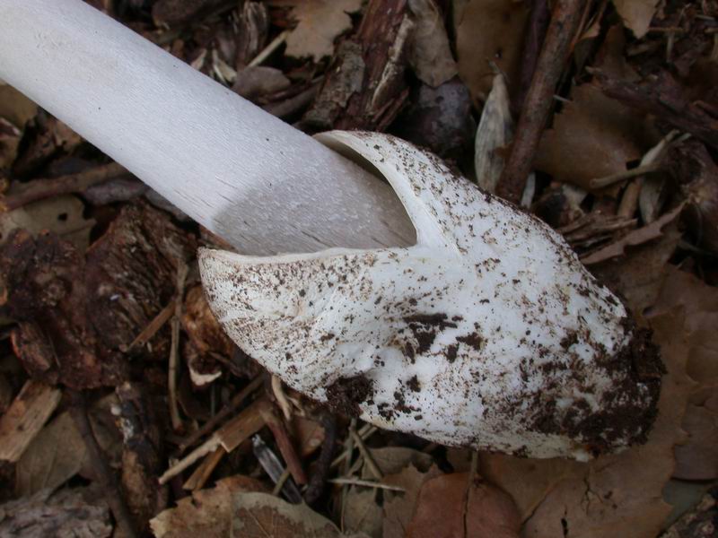 Vademecum per fotografare correttamente i funghi